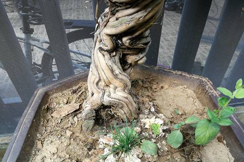 树桩盆景养护 防蛀干害虫的几种方法